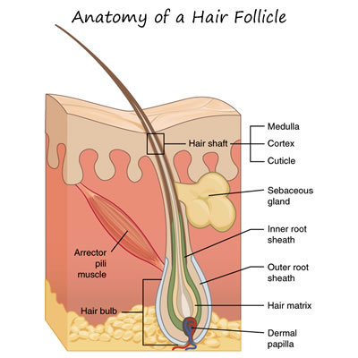 Anatomy of a Hair Follicle